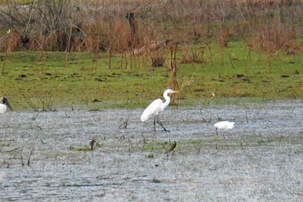 Degradação de Lagoas e represas existentes no bairro Planalto em Patos de Minas preocupa