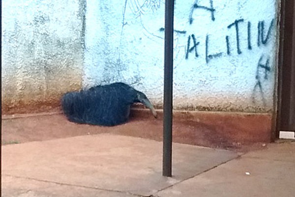 Corpo de Bombeiro captura tamanduá bandeira em frente a escola de Patos de Minas