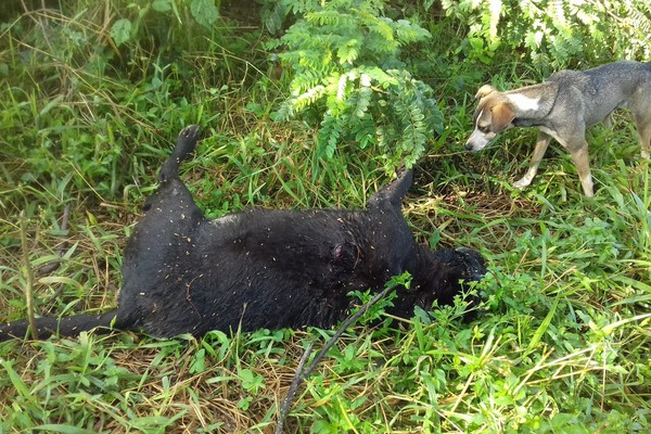 Cão é assassinado a facadas no bairro Planalto em Patos de Minas; vídeo mostra suspeito