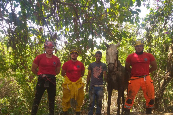 Corpo de Bombeiros é acionado em Patrocínio para socorrer cavalo que afundou no barro e ficou atolado até o pescoço