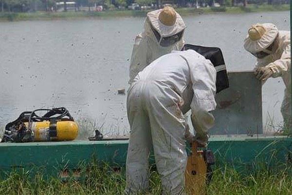 Bombeiros concluem curso com captura de enxame na Orla da Lagoa Grande