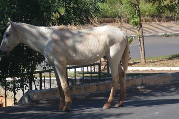 Animal perambula pelas ruas da cidade em busca de água e aumenta risco de acidentes