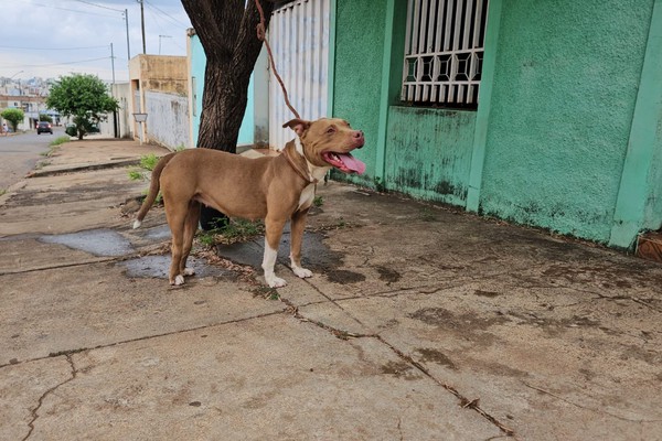 Cadela PitBull se solta e assusta moradores do bairro Caramuru, em Patos de Minas