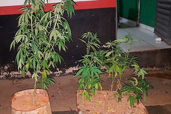 Policiais abordam homem saindo do meio do mato e encontram cultivo de 7 pés de maconha