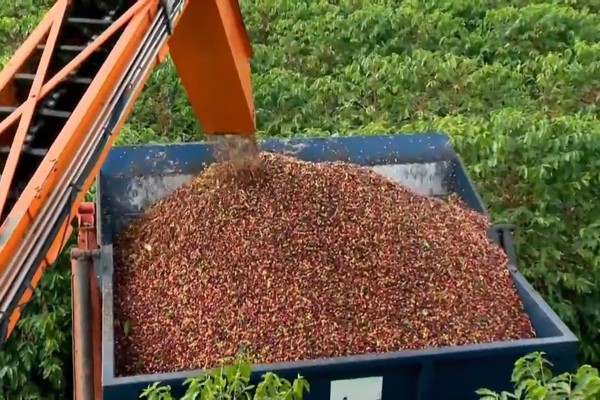 Familiares de jovem que morreu soterrado por café em Patos de Minas serão indenizados em R$325 mil