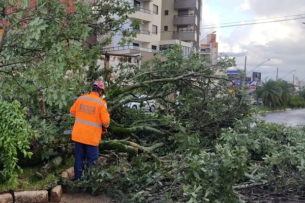 Ipê amarelo que enfeitava canteiro em frente ao Cadeião desaba e interdita parte de avenida