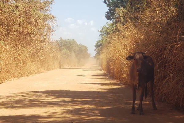 Moradores se mobilizam e buscam parcerias para asfaltar a estrada do distrito de Alagoas