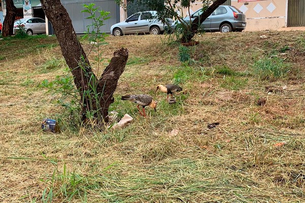 Casal de Curicacas chama a atenção em avenida do bairro Sebastião Amorim, em Patos de Minas