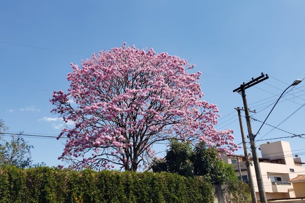 Ipês-rosas começam a florescer e embelezam ruas e praças de Patos de Minas