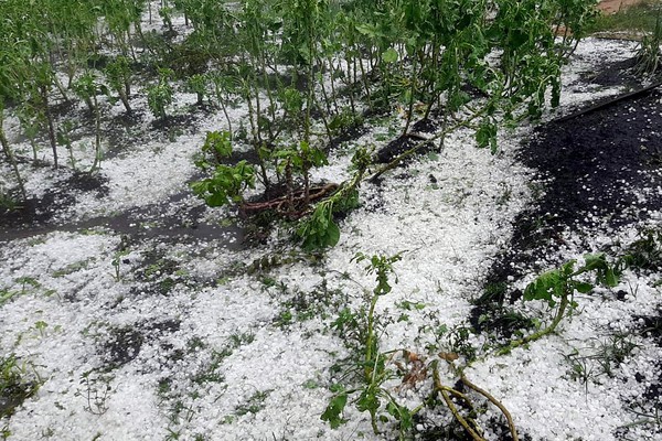 Mais de 16 mil hectares foram atingidos pelas chuvas de granizo em Minas Gerais