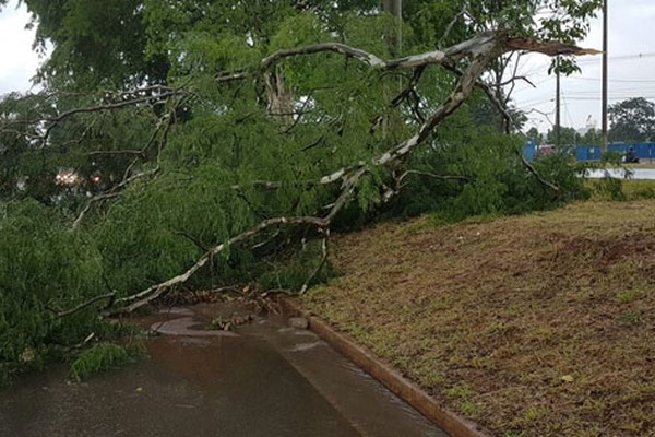 Chuva derruba galhos de árvores na pista e provoca alagamentos na Avenida JK