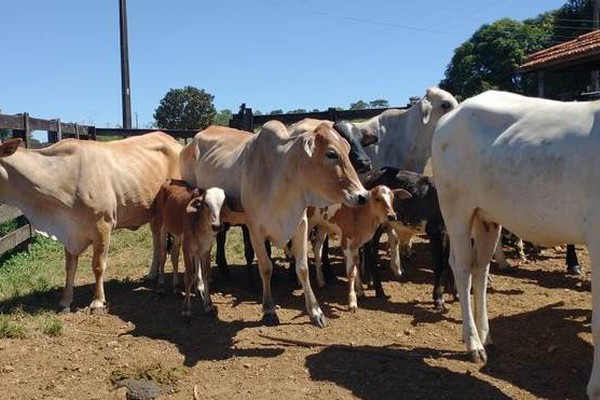 Campanha de Vacinação contra febre aftosa é prorrogada até 20 de dezembro em Minas