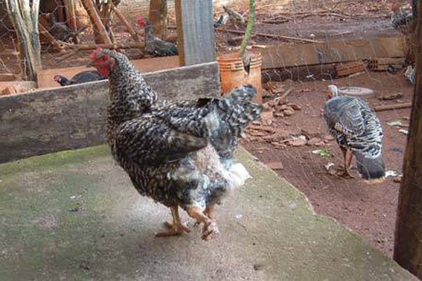 Galinha nasce com quatro pés e se torna sensação em Patos de Minas