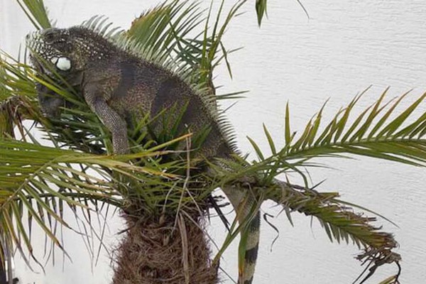 Iguana é capturada em casa no Copacabana e Bombeiros procuram dono em Patos de Minas 