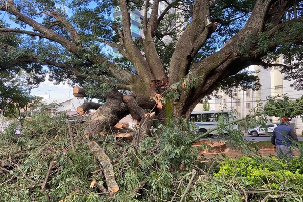 Galho de Paineira Rosa gigantesca desaba na avenida Getúlio Vargas; ninguém ficou ferido