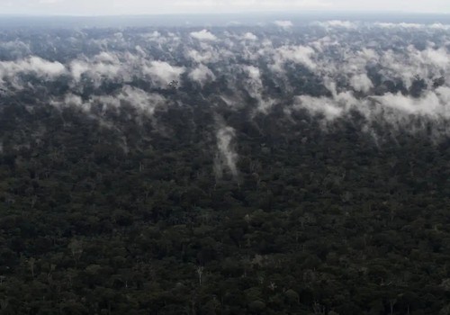 Emissão de gases do efeito estufa por queimadas na Amazônia cresce 60%