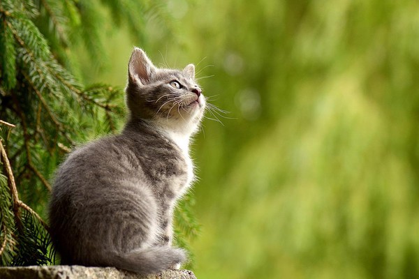 O que fazer depois de resgatar um gato na rua?