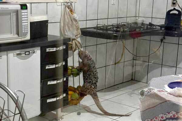 Ouriço-cacheiro invade residência, faz quebradeiras e dá trabalho ao Corpo de Bombeiros
