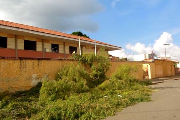 Bombeiros se mobilizam para cortar árvores gigantescas na Escola Dona Guiomar de Melo