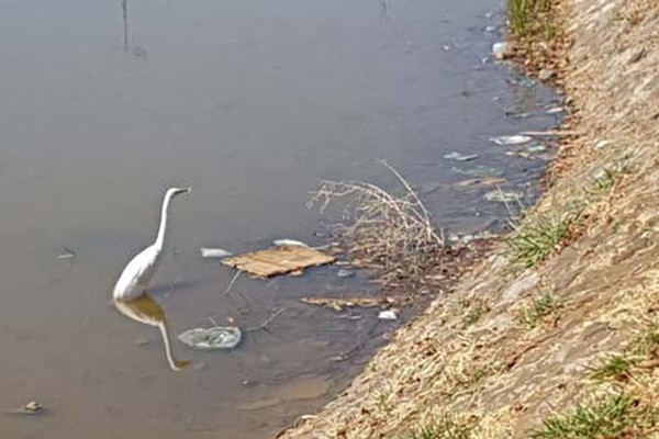 Com pouca água e tomada pela sujeira, Lagoa que dá nome ao bairro Lagoinha pede socorro