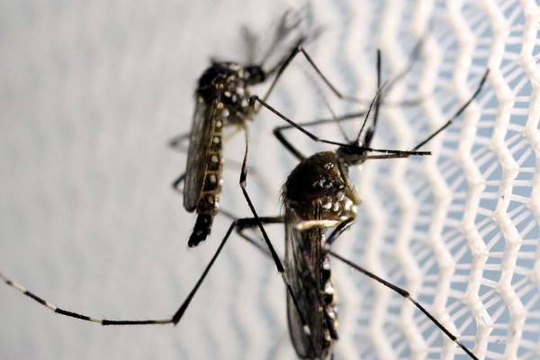 Saúde lança campanha após aumento da dengue, Zika e chikungunya