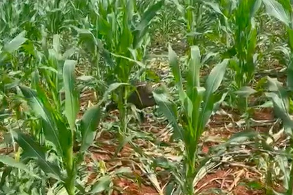 Javalis avançam sobre roças e produtores não sabem o que fazer em Patos de Minas