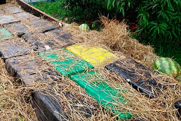 Carregamento de maconha encontrado em caminhão de melancia chega a quase 4 toneladas