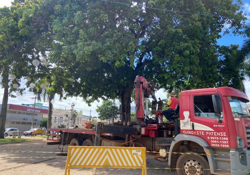 Órgãos responsáveis fazem poda drástica em árvore gigante ameaçada pelo temporal