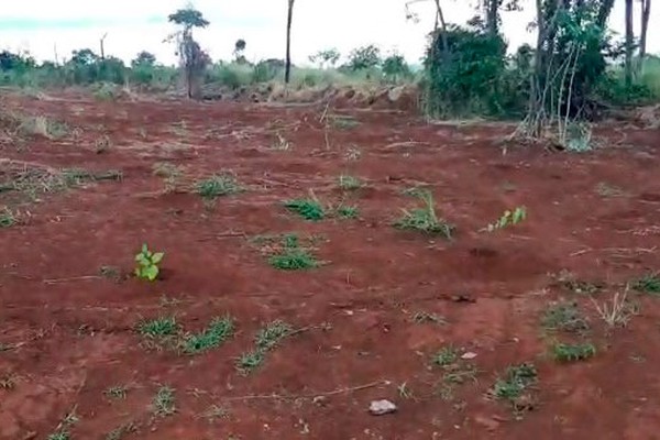 Prefeitura planta novas mudas na Mata do Catingueiro, mas moradores pedem mais cuidado