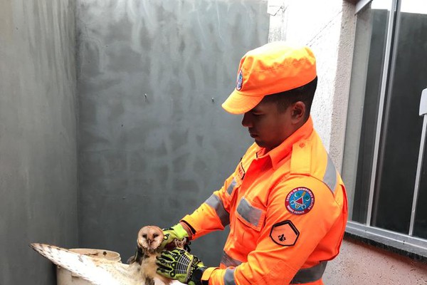 Corpo de Bombeiros é acionado para resgatar coruja-da-igreja ferida em Patos de Minas