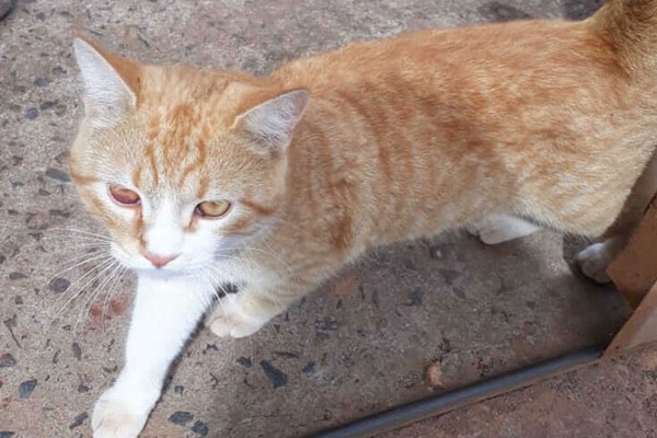 Voluntários se unem e conseguem resgatar gato que estava há dias em cima de árvore enorme 