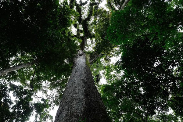 Lula sanciona lei do licenciamento ambiental com 63 vetos