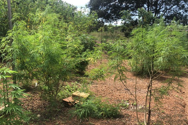 Polícia Militar encontra mais de 100 pés de maconha e desmonta laboratório em João Pinheiro