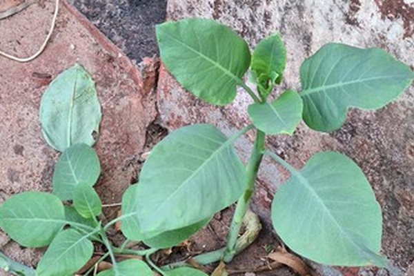 Família confunde planta venenosa com couve e quatro pessoas vão parar no hospital