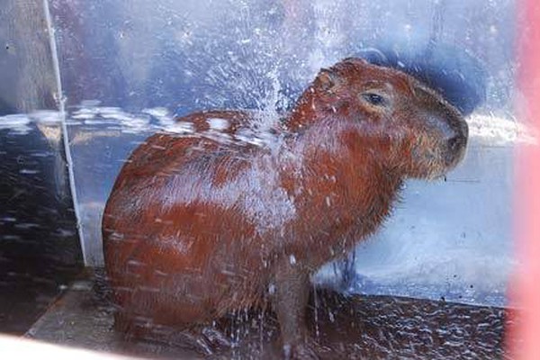 Corpo de Bombeiros captura capivara em cômodo de construção no Planalto