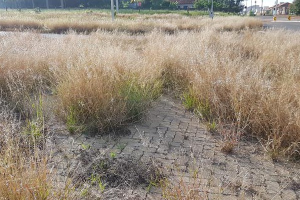 Sem cuidados, até mesmo o calçamento da avenida Tomaz de Aquino é tomado pelo mato