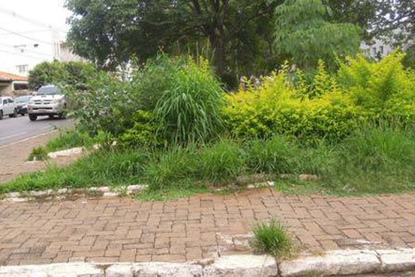 Plantas crescem na avenida Getúlio Vargas e prejudicam a visão dos motoristas