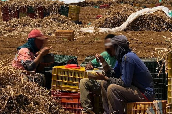 MPT de Patos de Minas resgatou mais de 200 trabalhadores em condição análoga à de escravo em 2022