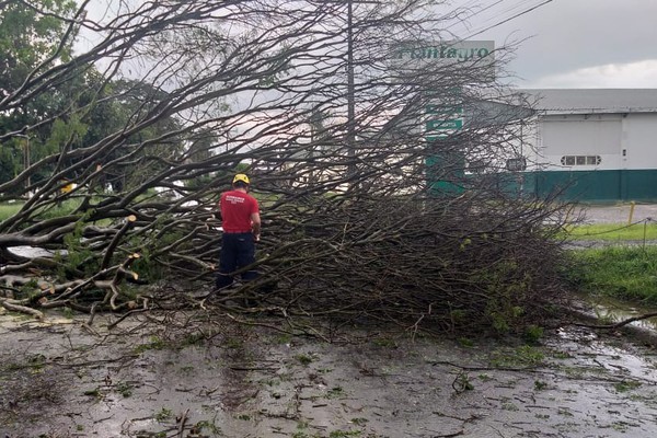 Chuva forte no primeiro dia do ano derruba árvores e causa transtorno em Patos de Minas