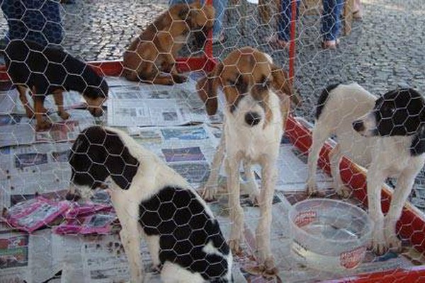 Parque Municipal de Mocambo terá Feira de Doação Filhotes neste domingo