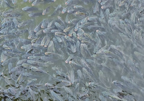 Prefeitura muda modalidade do Festival de Pesca e participantes terão que soltar os peixes